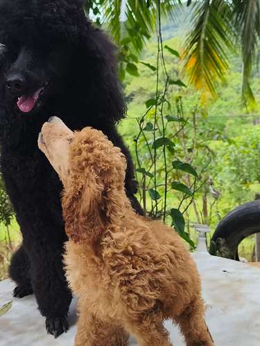 Poodle Gigantes , padres importados de  USA y Canadá - Imagen 4