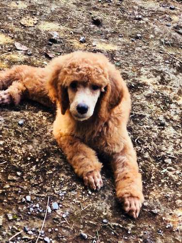 Poodle Gigantes , padres importados de  USA y Canadá - Imagen 11