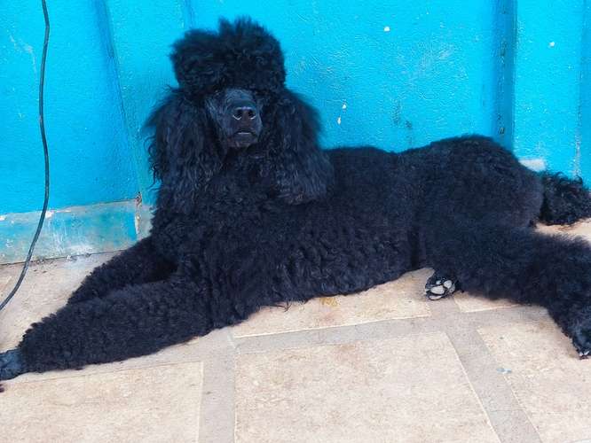 Poodle Gigantes , padres importados de  USA y Canadá - Imagen 2