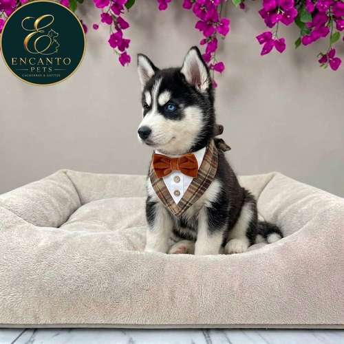 Cachorro HUSKY SIBERIANO disponible - Imagen 2