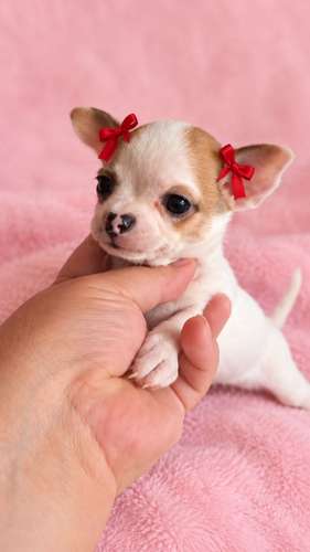 Bella chihuahua 