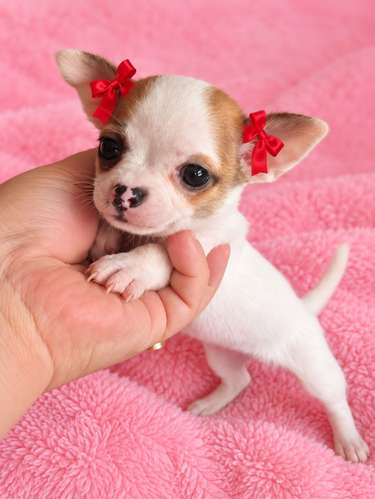 Bella chihuahua 