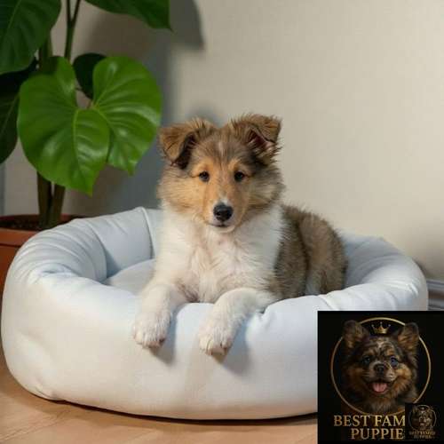 Cachorro Rough Collie Tradicional / Rough Collie disponible - Imagen 7