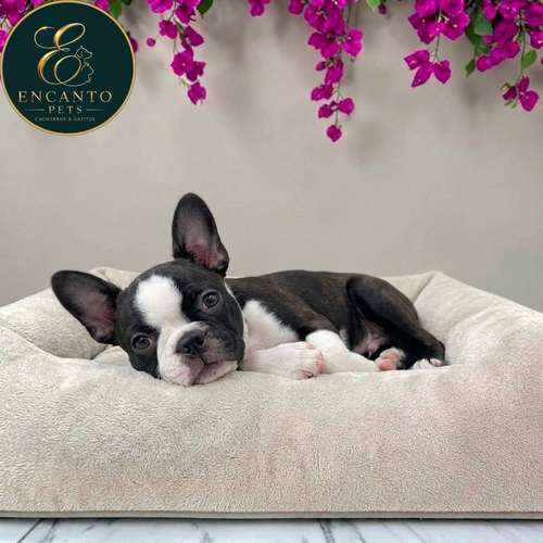 Cachorro BOSTON TERRIER disponible | Escazú