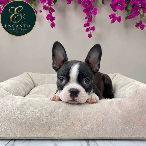 Cachorro BOSTON TERRIER disponible - Imagen 8