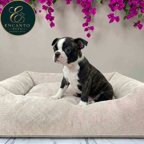 Cachorro BOSTON TERRIER disponible - Imagen 2
