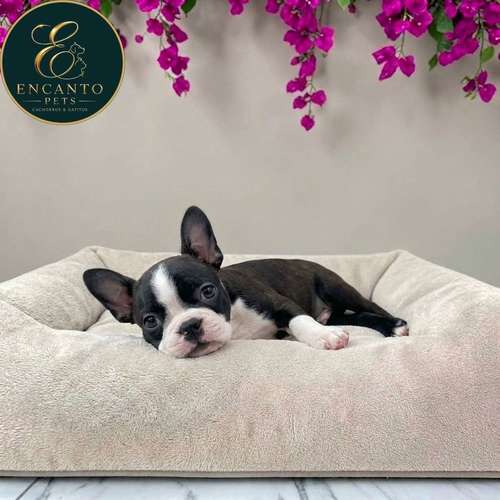 Cachorro BOSTON TERRIER disponible - Imagen 7