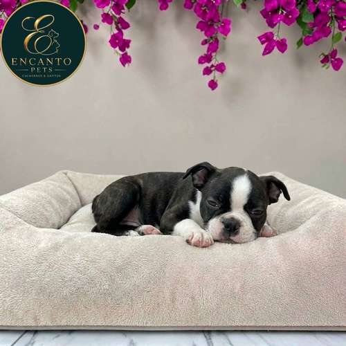 Cachorro BOSTON TERRIER disponible - Imagen 4
