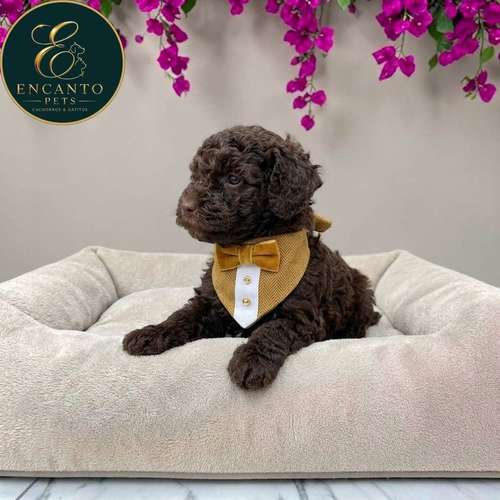 Cachorro FRENCH POODLE CHOCOLATE MINIATURA disponible - Imagen 5