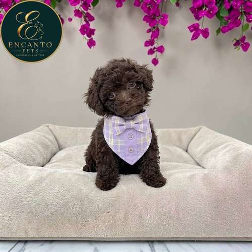 Cachorro FRENCH POODLE CHOCOLATE MINIATURA disponible - Imagen 3