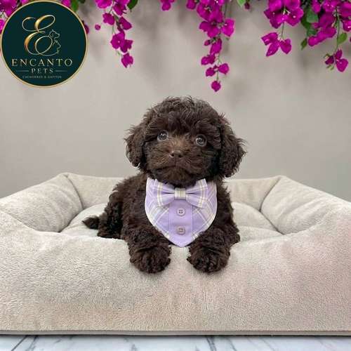 Cachorro FRENCH POODLE CHOCOLATE MINIATURA disponible