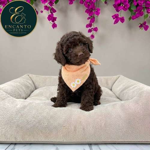 Cachorro FRENCH POODLE CHOCOLATE MINIATURA disponible - Imagen 10