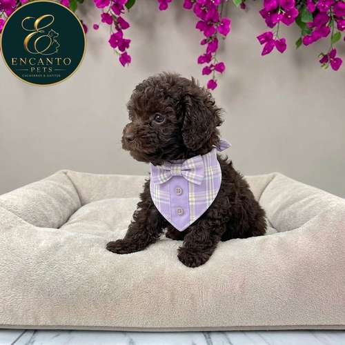 Cachorro FRENCH POODLE CHOCOLATE MINIATURA disponible - Imagen 7