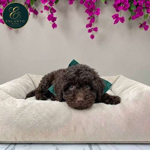 Cachorro FRENCH POODLE CHOCOLATE MINIATURA disponible - Imagen 9
