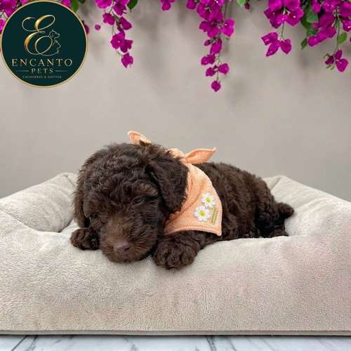 Cachorro FRENCH POODLE CHOCOLATE MINIATURA disponible - Imagen 8