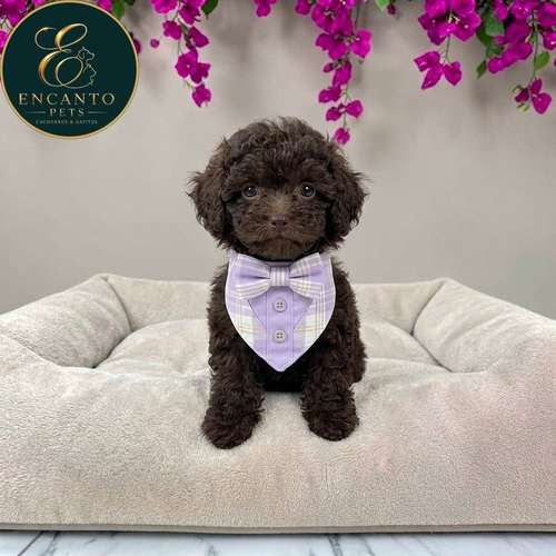 Cachorro FRENCH POODLE CHOCOLATE MINIATURA disponible - Imagen 2