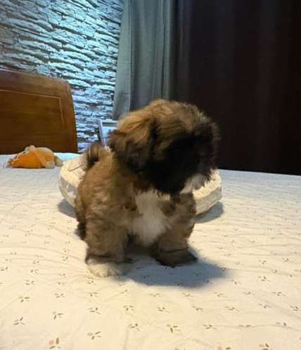 Shih Tzu hembra y macho  - Imagen 4