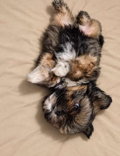 Shih Tzu hembra y macho  - Imagen 5