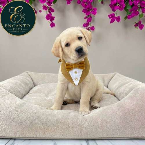 Cachorro LABRADOR RETRIEVIER AMARILLO Y NEGRO LINEA AMERICANA disponible - Imagen 8