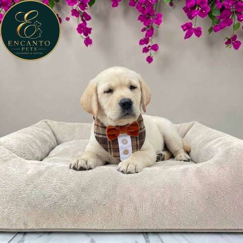 Cachorro LABRADOR RETRIEVIER AMARILLO Y NEGRO LINEA AMERICANA disponible