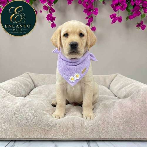 Cachorro LABRADOR RETRIEVIER AMARILLO Y NEGRO LINEA AMERICANA disponible - Imagen 6
