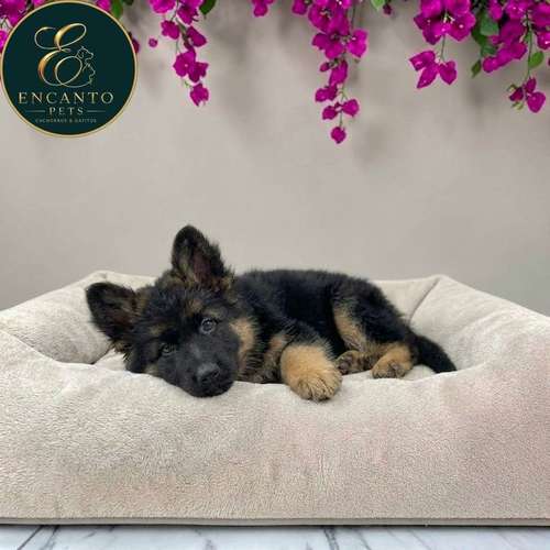 Cachorro PASTOR ALEMAN PELO LARGO disponible - Imagen 5