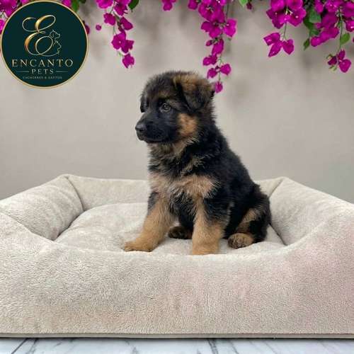 Cachorro PASTOR ALEMAN PELO LARGO disponible