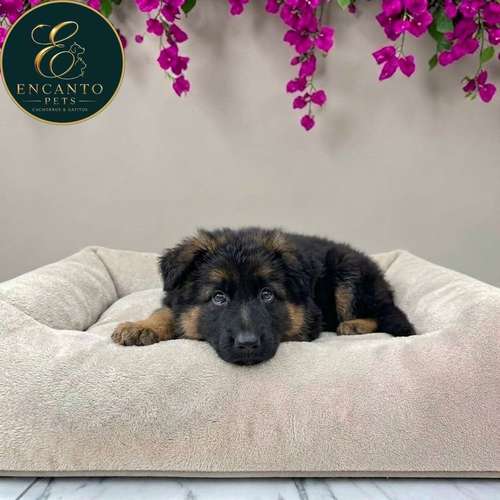 Cachorro PASTOR ALEMAN PELO LARGO disponible - Imagen 7