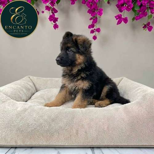 Cachorro PASTOR ALEMAN PELO LARGO disponible - Imagen 10