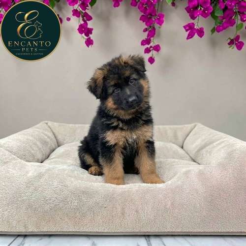 Cachorro PASTOR ALEMAN PELO LARGO disponible - Imagen 9