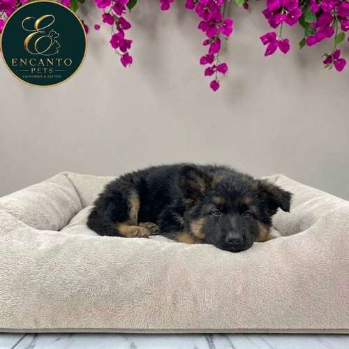 Cachorro PASTOR ALEMAN PELO LARGO disponible - Imagen 4