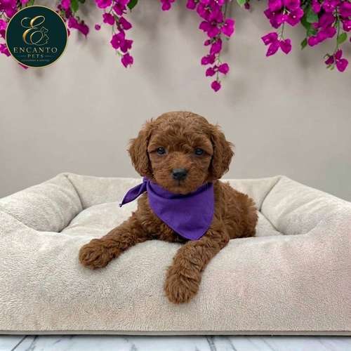 Cachorro FRENCH POODLE RED MINIATURA disponible - Imagen 2
