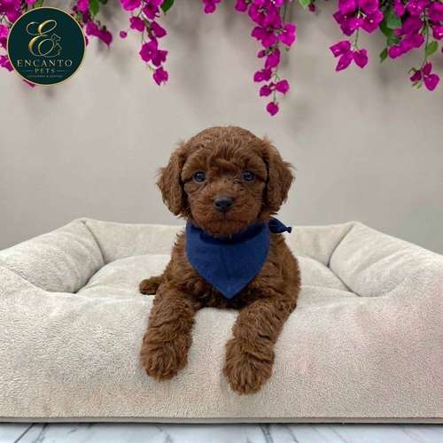 Cachorro FRENCH POODLE RED MINIATURA disponible