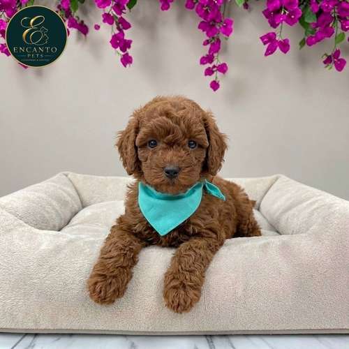 Cachorro FRENCH POODLE RED MINIATURA disponible - Imagen 7