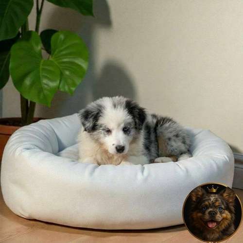 Cachorro Border Collie Merle / Border Collie Merle disponible - Imagen 10