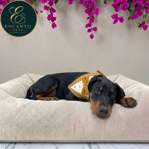 Cachorro DOBERMAN TRADICIONAL NEGRO FUEGO & CHOCOLATE disponible - Imagen 7