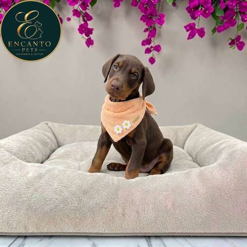 Cachorro DOBERMAN TRADICIONAL NEGRO FUEGO & CHOCOLATE disponible - Imagen 8