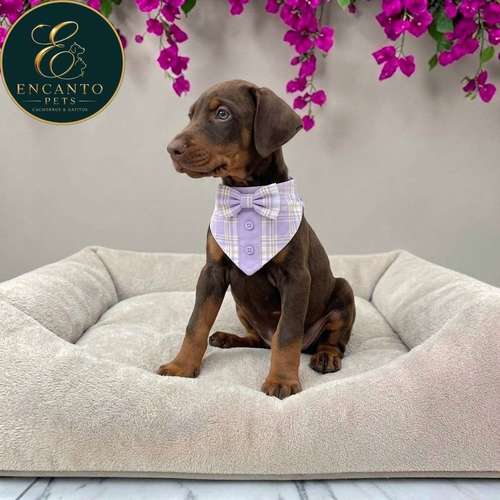 Cachorro DOBERMAN TRADICIONAL NEGRO FUEGO & CHOCOLATE disponible - Imagen 3