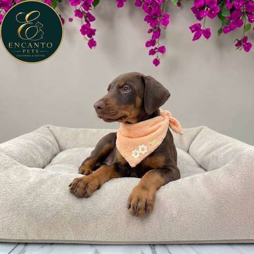 Cachorro DOBERMAN TRADICIONAL NEGRO FUEGO & CHOCOLATE disponible - Imagen 9