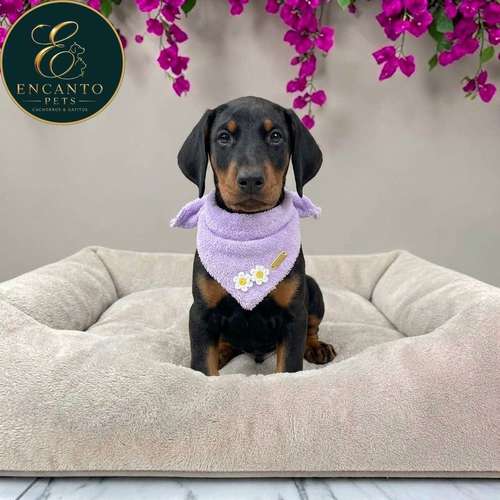 Cachorro DOBERMAN TRADICIONAL NEGRO FUEGO & CHOCOLATE disponible - Imagen 10