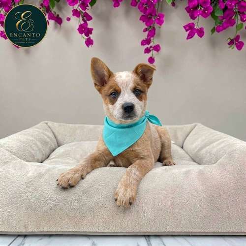 Cachorro BOYERO AUSTRALIANO RED HEELER disponible