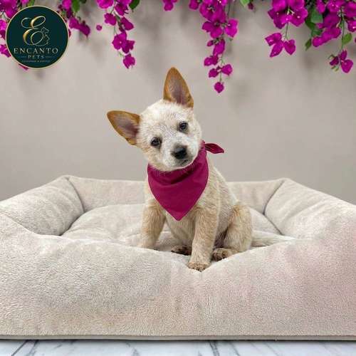 Cachorro BOYERO AUSTRALIANO RED HEELER disponible - Imagen 4