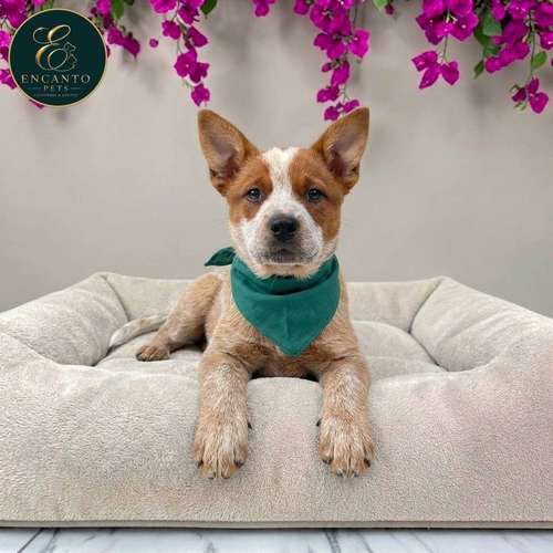 Cachorro BOYERO AUSTRALIANO RED HEELER disponible - Imagen 9