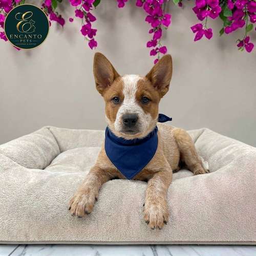 Cachorro BOYERO AUSTRALIANO RED HEELER disponible - Imagen 2