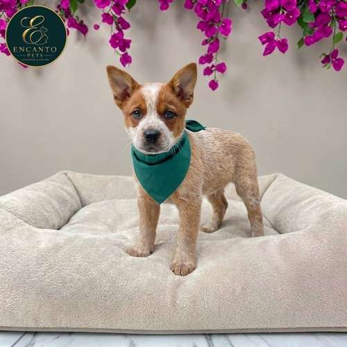 Cachorro BOYERO AUSTRALIANO RED HEELER disponible - Imagen 10