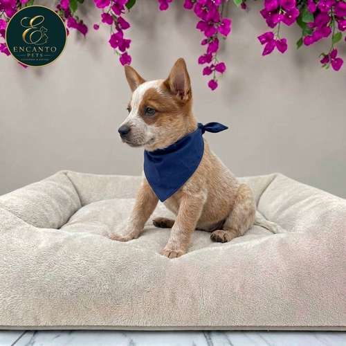 Cachorro BOYERO AUSTRALIANO RED HEELER disponible - Imagen 8