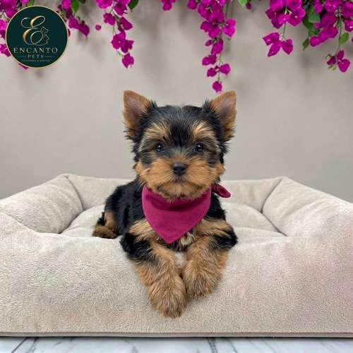 Cachorro Yorkie Miniatura / Yorkshire Terrier Miniature disponible - Imagen 6