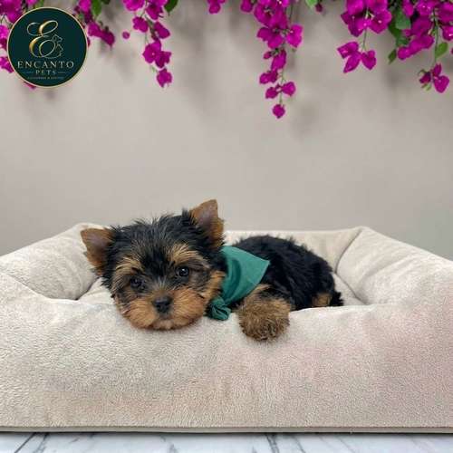 Cachorro Yorkie Miniatura / Yorkshire Terrier Miniature disponible - Imagen 8