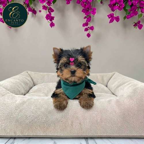 Cachorro Yorkie Miniatura / Yorkshire Terrier Miniature disponible - Imagen 4