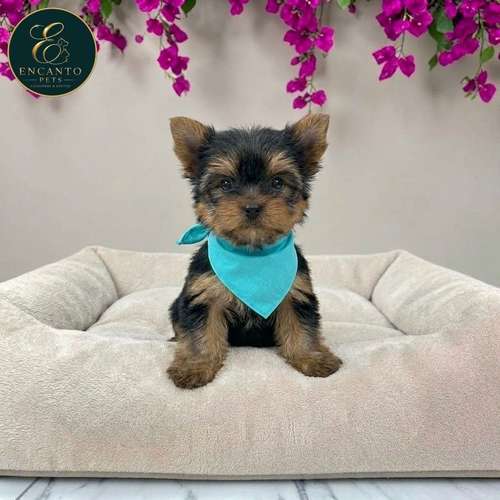 Cachorro Yorkie Miniatura / Yorkshire Terrier Miniature disponible - Imagen 3